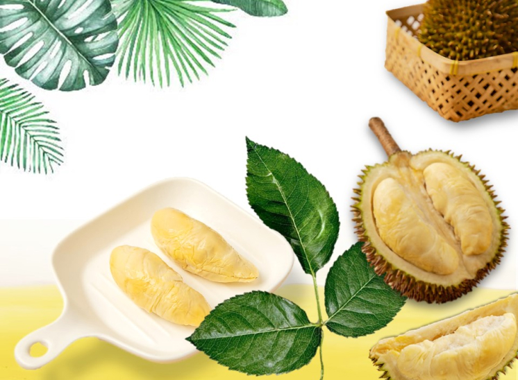 It's an unusual variety in the world of durians with limited production. The flesh is pale yellow with a touch of gray, and it has a unique flavour that combines bitterness with sweetness, reminiscent of a mild milky sweetness.